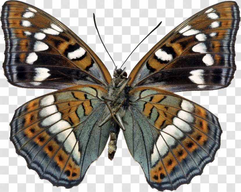 Butterfly Video Photograph Image Borboleta - Arthropod Transparent PNG
