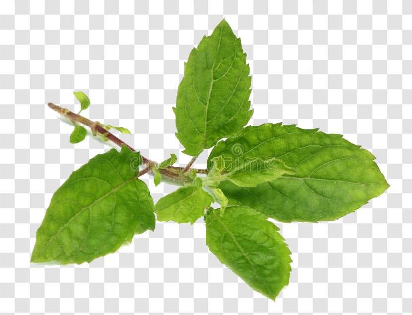 Leaf Flower Plant Herb Tree - Siberian Elm - Mint Transparent PNG