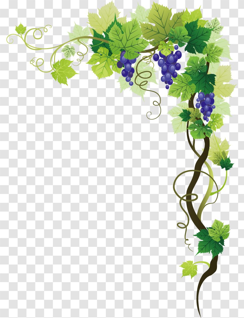 Common Grape Vine Picture Frame Clip Art - Royaltyfree Transparent PNG