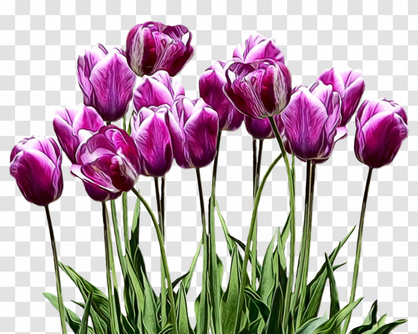 Tulip Flower Plant Petal Purple Transparent PNG