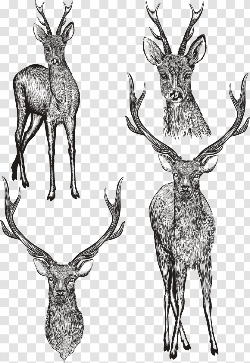 Drawing Photography Illustration - Vector Hand Painted Deer Transparent PNG