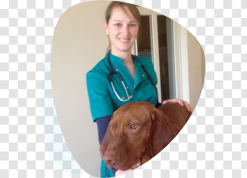 Labrador Retriever Puppy Companion Dog Breed Veterinarian - Ache Transparent PNG