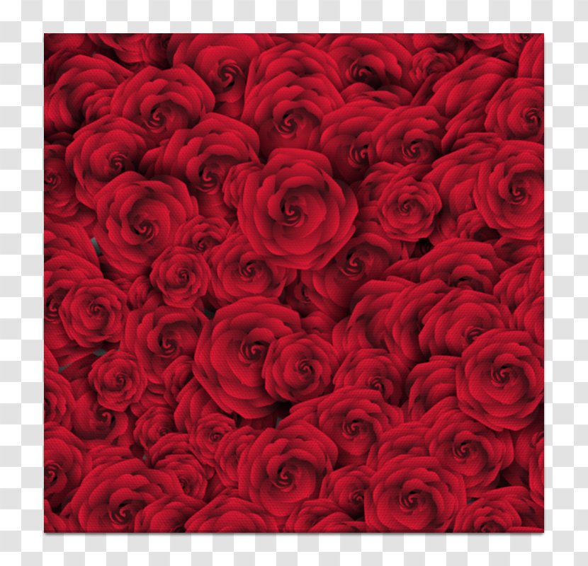 Rose Red Photography Clip Art Transparent PNG