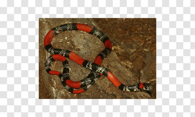 Boa Constrictor Kingsnakes Rattlesnake Colubrid Snakes - Scaled Reptile - Snake Transparent PNG