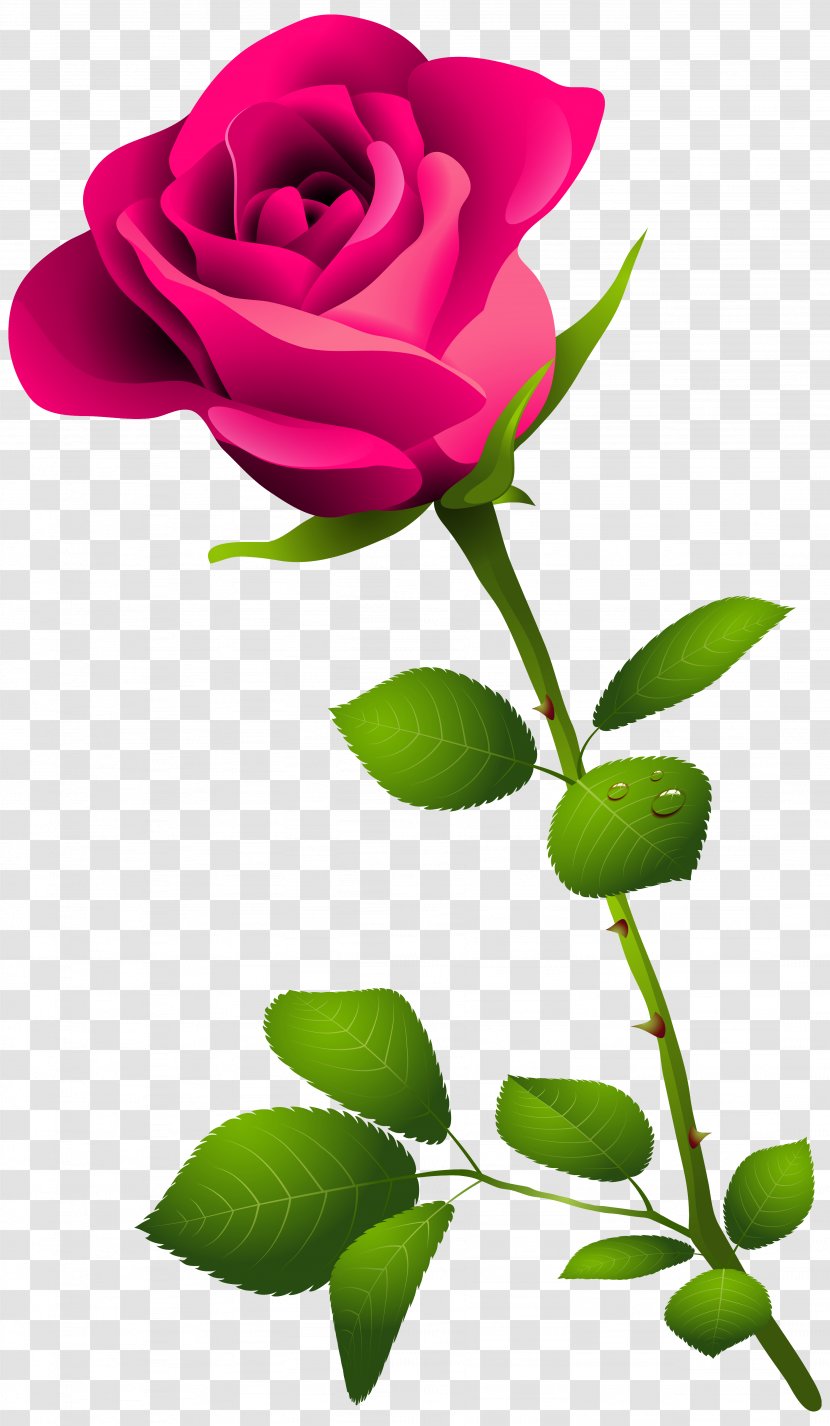 Rose Pink Flower Clip Art Red With Stem Clipart Image Transparent Png Rose Pink Flower Clip Art Red With Stem Clipart Image Transparent Png