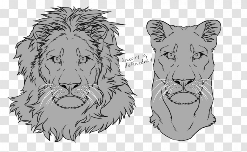 Lion Tiger Felidae Whiskers Sketch - Paw - Drawing Transparent PNG