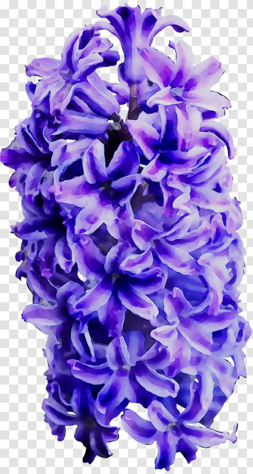 Hyacinth Cut Flowers Larkspur - Plant Transparent PNG