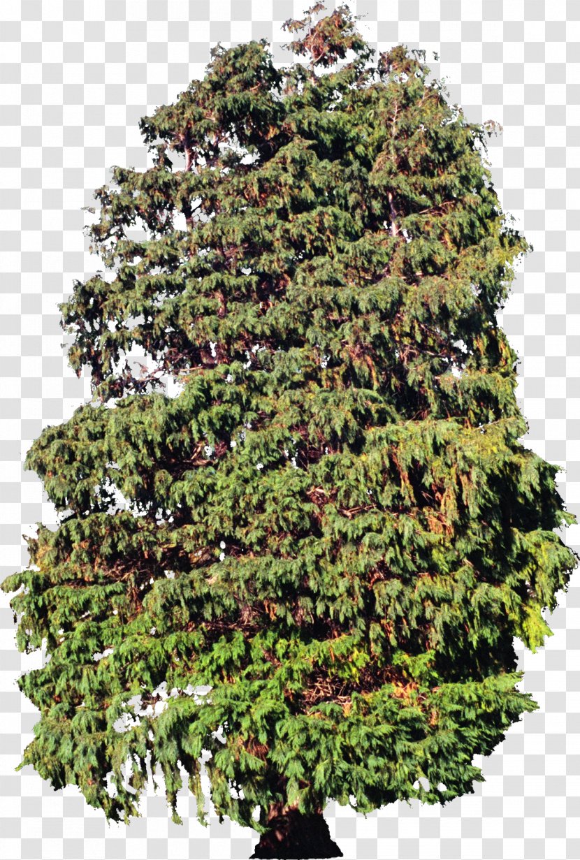 Tree Plant Evergreen Spruce Conifers - Pinaceae - Bush Transparent PNG