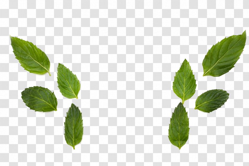 Herbalism Leaf Branching - Nasal Septo Transparent PNG