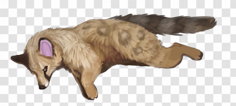 Dog Cat Red Fox Fur Fauna Transparent PNG