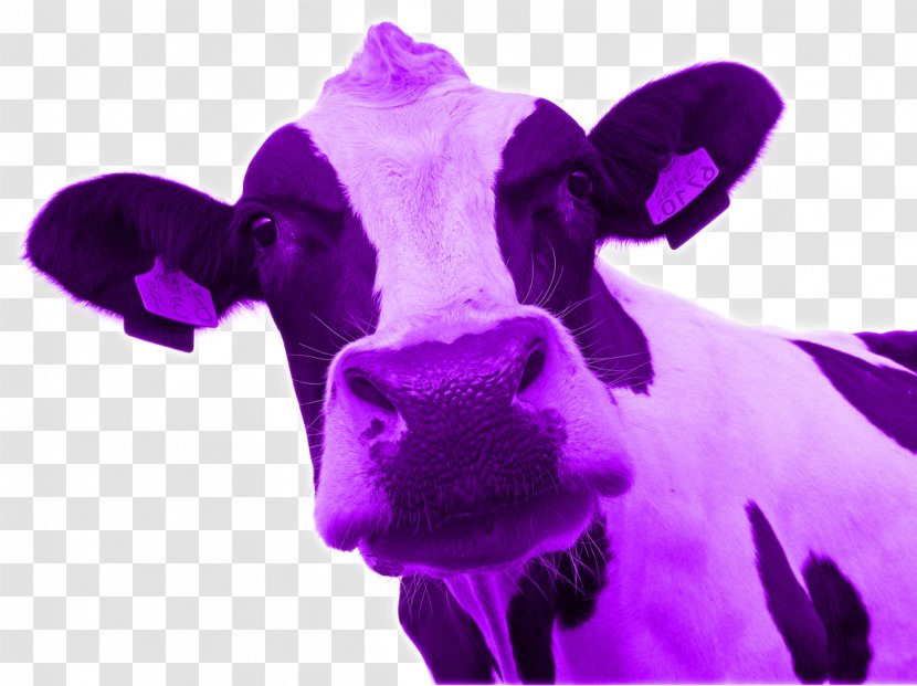 Cattle Purple Cow: Transform Your Business By Being Remarkable Blue Ocean Strategy La Vaca Pxfarpura: Diferxe9nciate Para Transformar Tu Negocio Marketing - Advertising - Cow Cliparts Transparent PNG