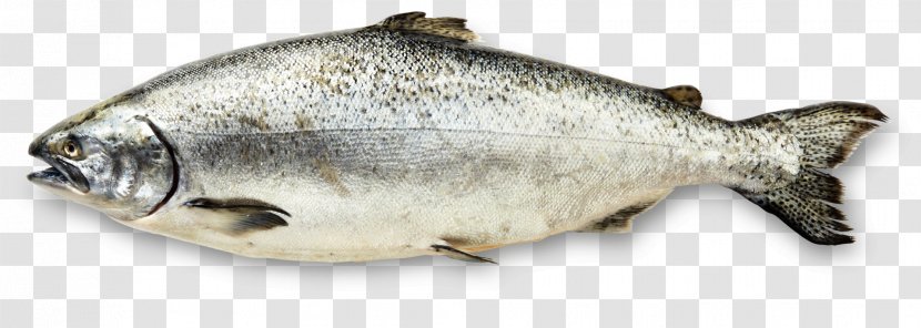 Stone Age Chinook Salmon Copper River Food - Photography Transparent PNG