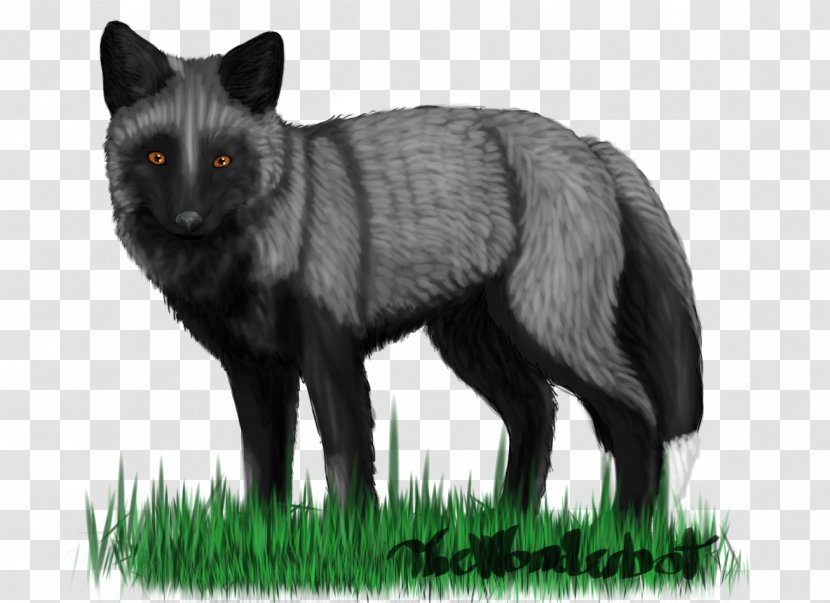 Red Fox Gray Wolf Whiskers Fur Snout Transparent PNG