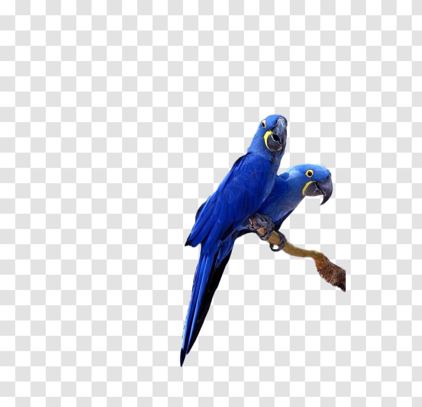 Hyacinth Macaw Lears Parrot Bird Cockatiel - Fauna Transparent PNG
