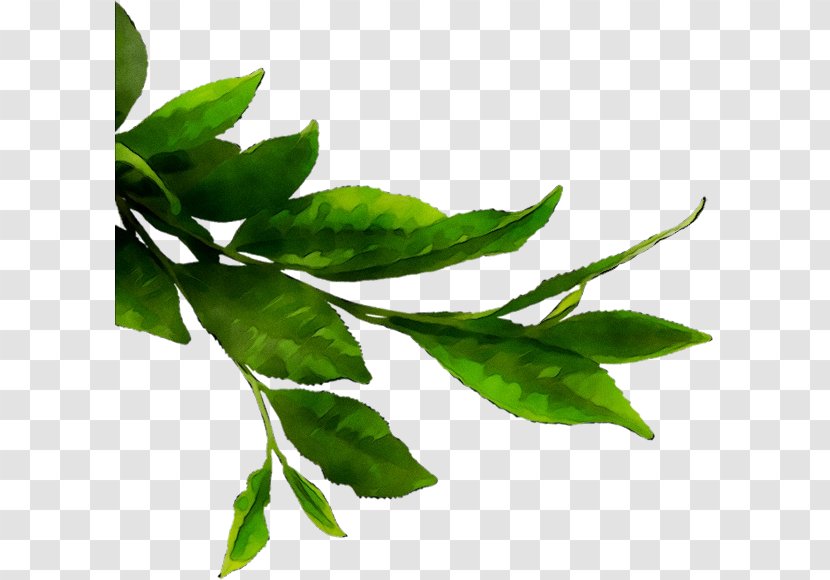 Matcha Green Tea Image - Plant Transparent PNG