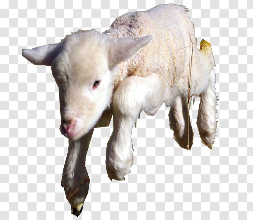 Goat Sheep Cattle Caprinae Livestock - Political Organization Transparent PNG