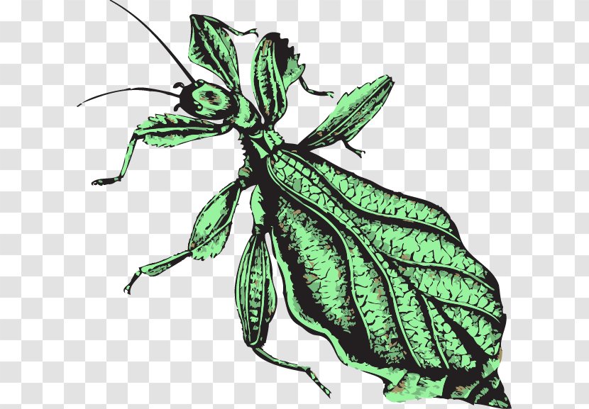 Insect Butterfly Morality Weevil Moral Psychology - Leaf Transparent PNG