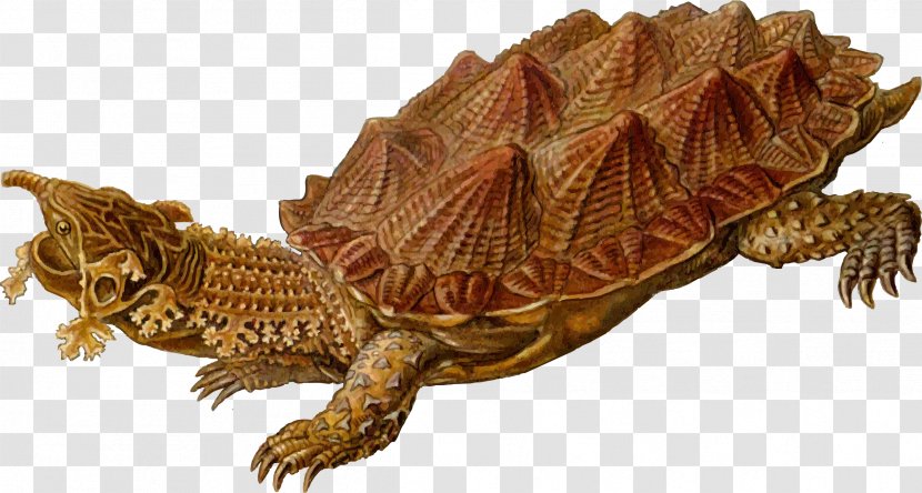 Turtle Shell Prehistory Reptile Clip Art Transparent PNG