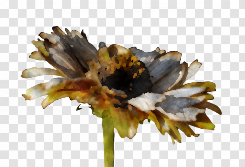 Flower Plant Petal Wildflower Pollen Transparent PNG