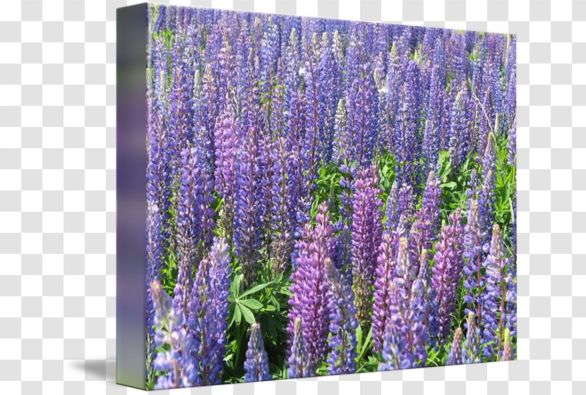 English Lavender Hyssopus Catnips Larkspur - Lupins Transparent PNG