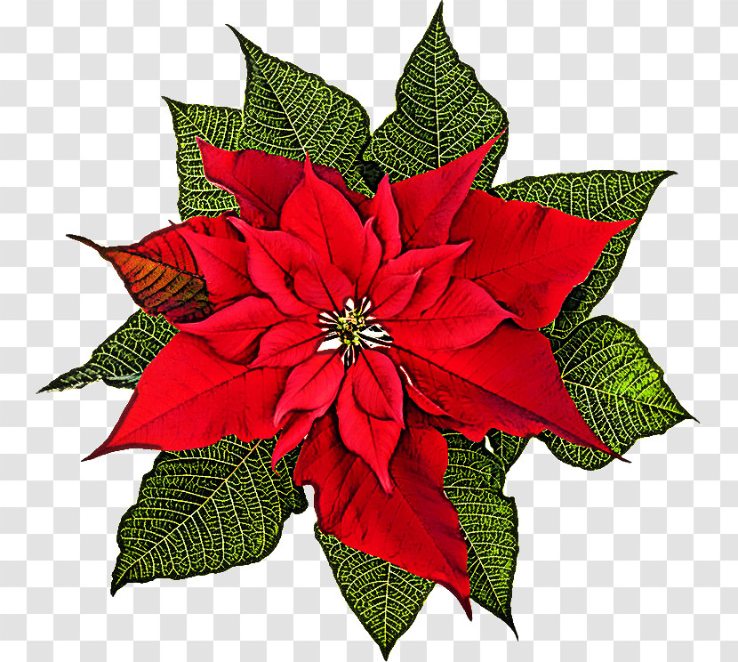 Flower Poinsettia Plant Red Leaf Transparent PNG