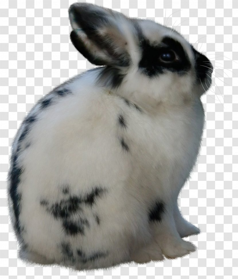 Hare Domestic Rabbit Animal Easter - Rabits And Hares Transparent PNG