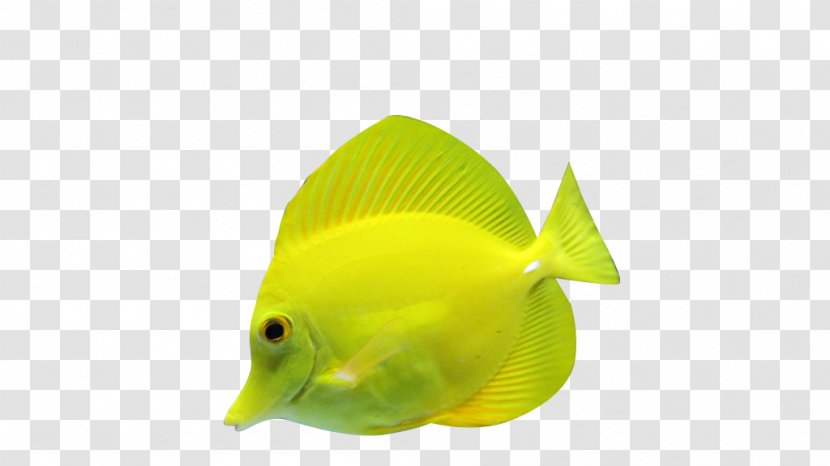 Tropical Fish Tropics - Resource - Yellow Transparent PNG