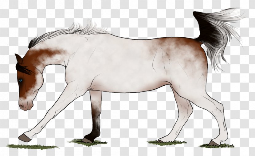 Mane Foal Stallion Colt Mustang - Halter Transparent PNG