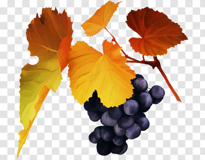 Grape Clip Art - Blog Transparent PNG