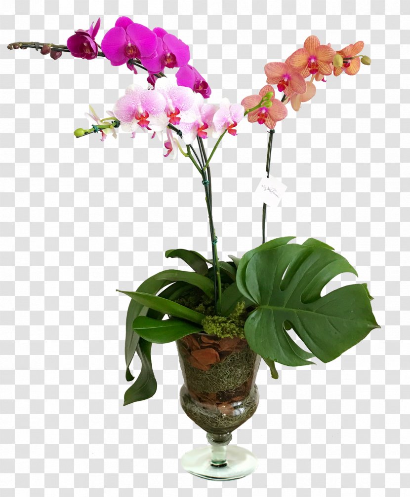 Moth Orchids Cut Flowers Glass Cattleya - Flower Transparent PNG