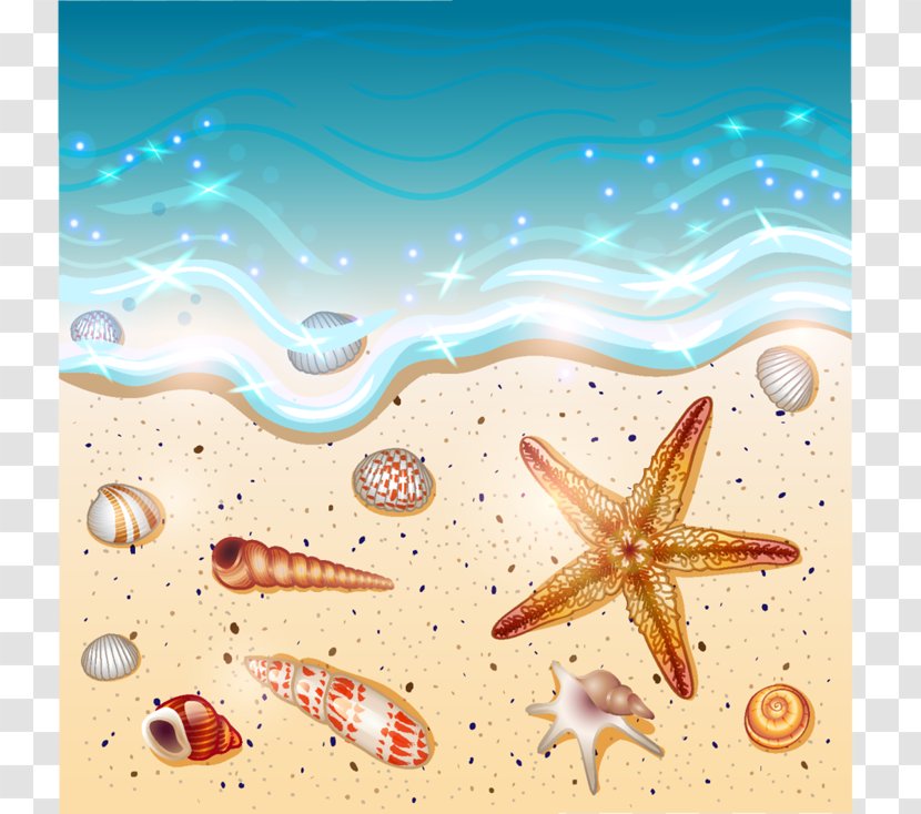 Beach Drawing Seashell Clip Art - Vacation Transparent PNG