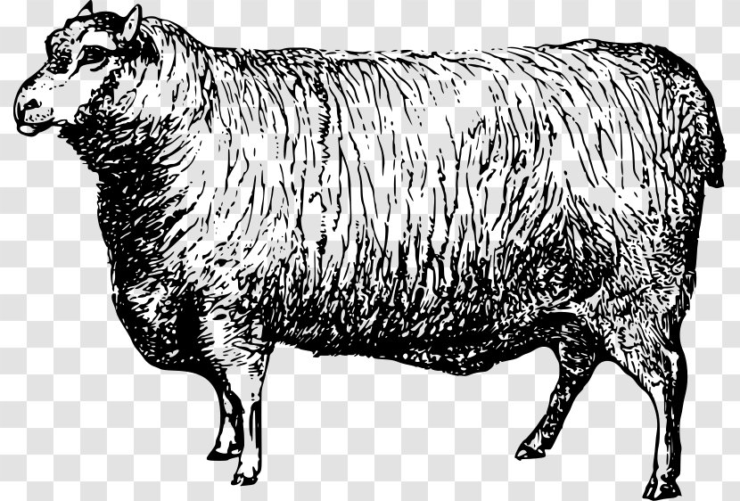 Cattle Goat Merino Livestock - Sheep Transparent PNG