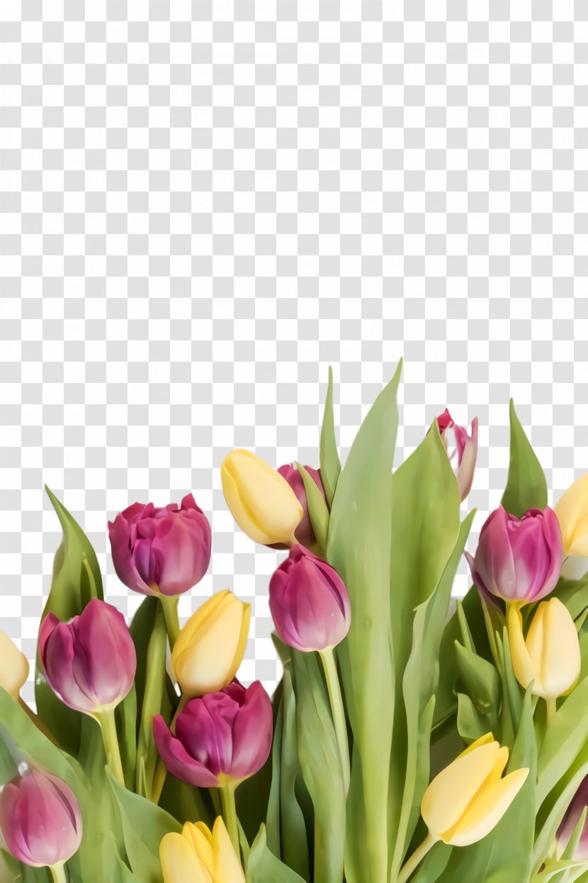 Floral Spring Flowers - Floristry Lily Family Transparent PNG