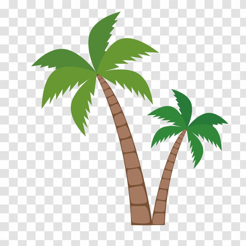 Coconut Clip Art Vector Graphics Palm Trees - Arecales Transparent PNG