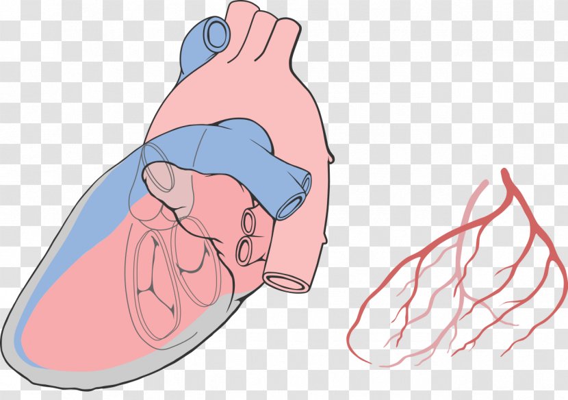 Diagram Thumb Heart Drawing - Watercolor Transparent PNG