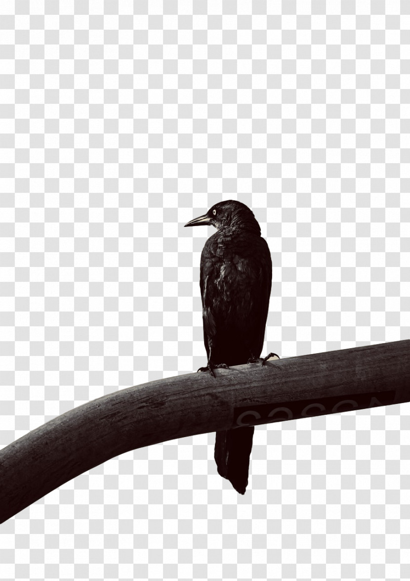 Wrens Cuckoos Beak Transparent PNG