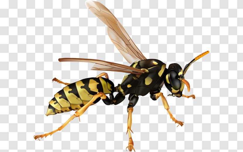 Hornet Bee Ant Wasp Clip Art - Membrane Winged Insect - Pest Cliparts Transparent PNG