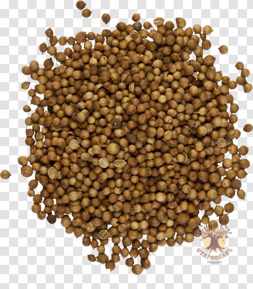 Coriander Seed Spice Herbaceous Plant - New Product Transparent PNG