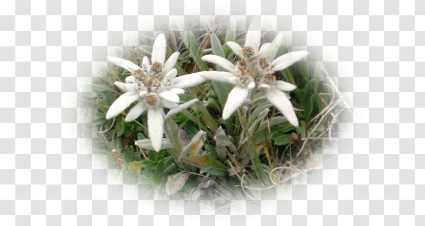 Flowerpot CJSC EDELWEISS-M - Edelweiss Transparent PNG