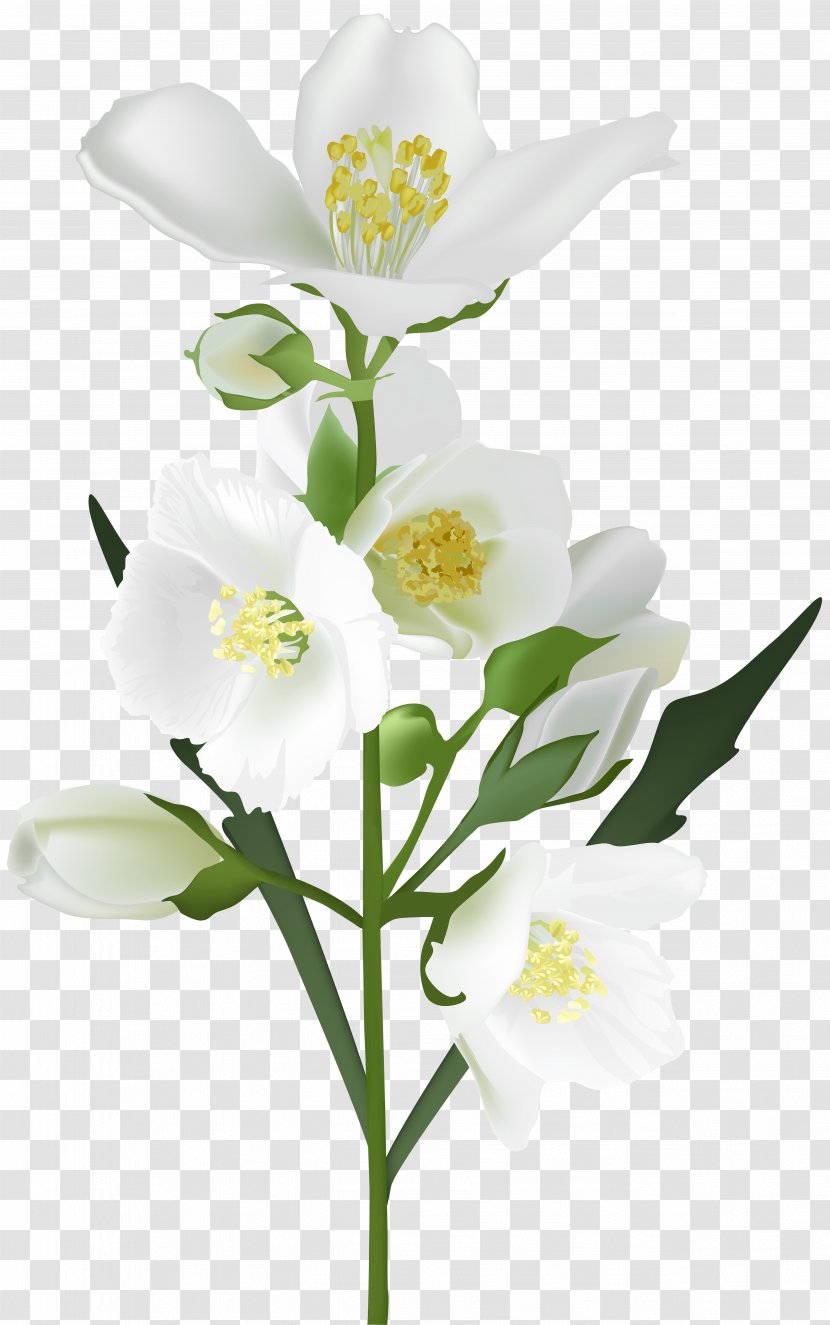 Flower White Clip Art - Jasmine Transparent PNG