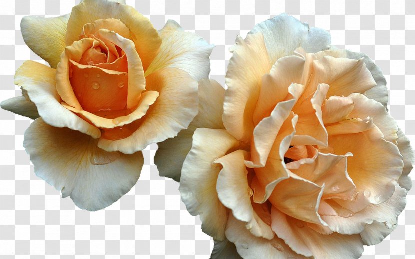 Garden Roses Flower Bouquet Hybrid Tea Rose Cut Flowers Transparent PNG