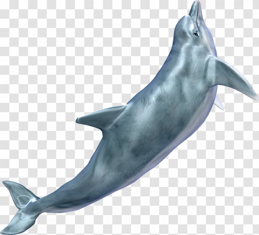 Dolphin Clip Art - Common Bottlenose - Whale Transparent PNG