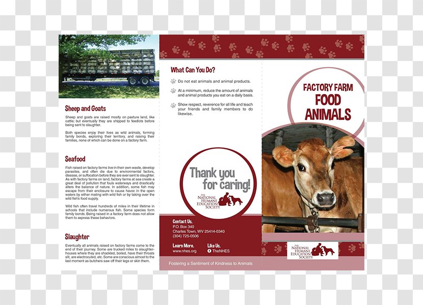 Cattle Goat Brochure Animal Welfare Humane Society Transparent PNG