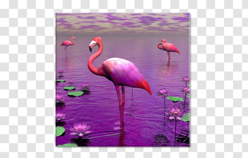 Flamingo Bird Lilium Stock Photography - Pink Transparent PNG