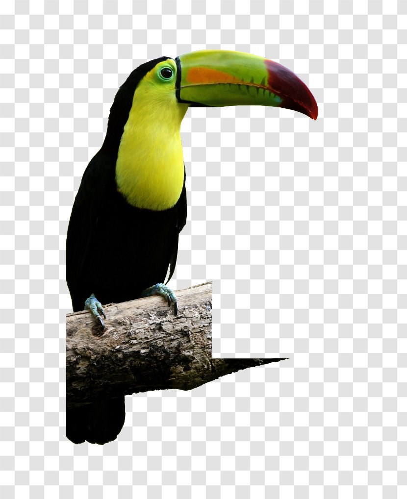 Bird Reptile Macaw Keel-billed Toucan Aracari Transparent PNG