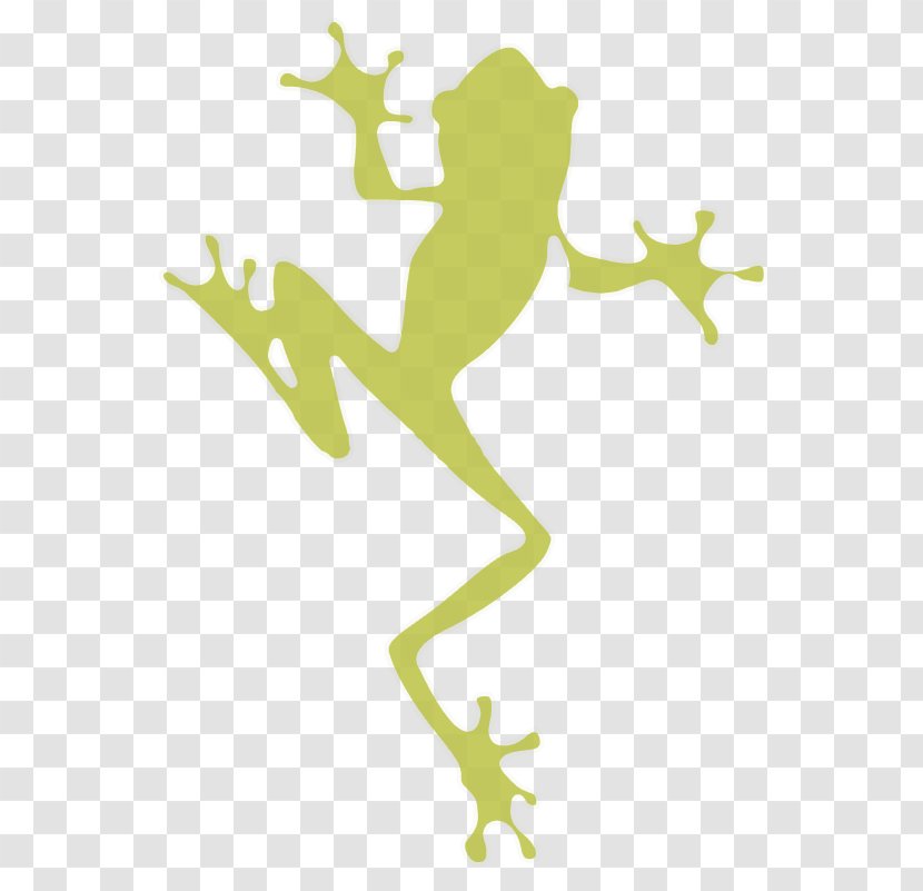 Tree Frog Vector Graphics Image Illustration - Stock Photography Transparent PNG