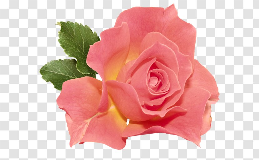 Rose Pink Clip Art - Cut Flowers Transparent PNG
