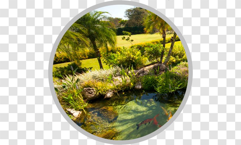 Garden Pond Lake Landscape Architecture Aquatic Plants - Swimming Pools Transparent PNG