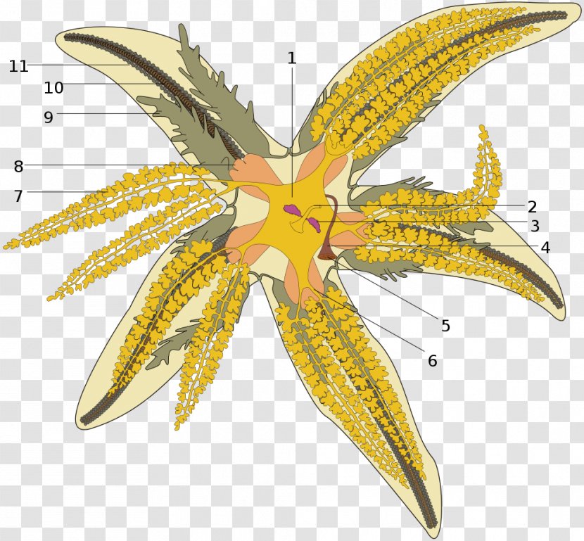 Common Starfish Echinoderm Madreporite Water Vascular System - Invertebrate Transparent PNG