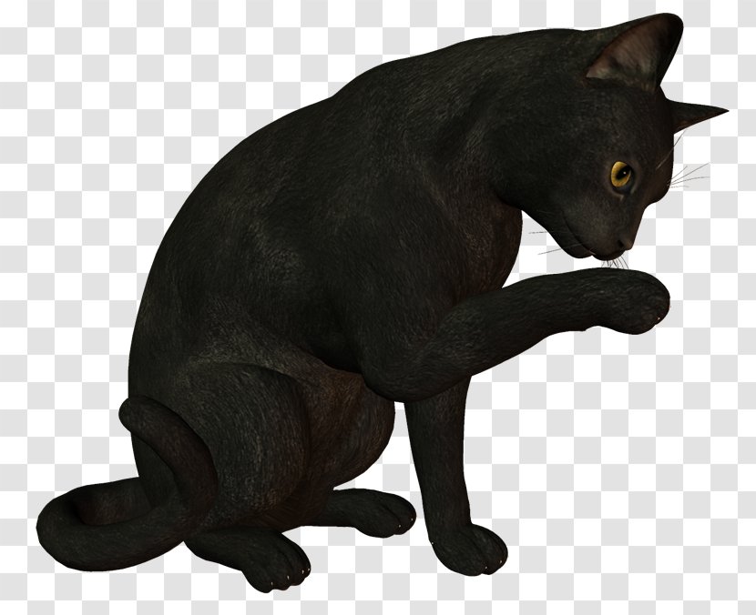 Black Cat Bombay Korat Malayan Chartreux - Ms. Transparent PNG